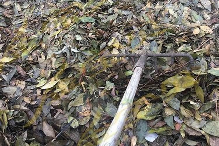 树叶落地后能作为肥料,为什么？