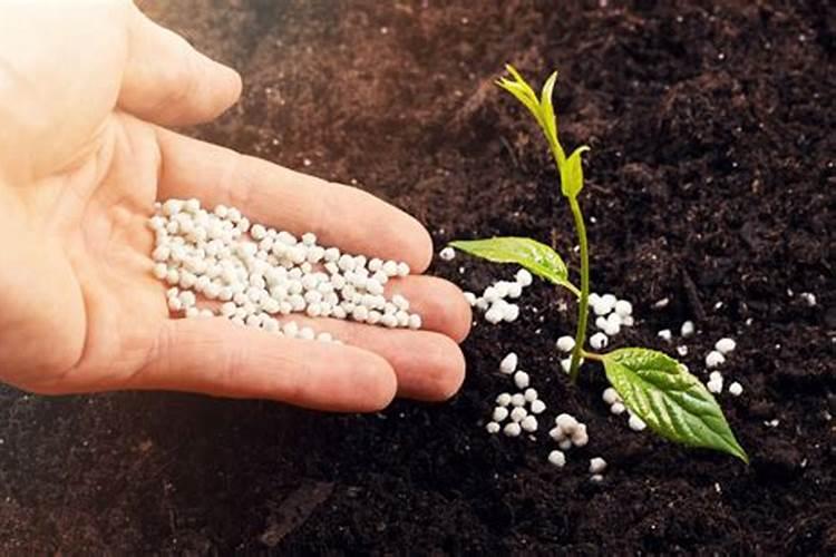 月季冬天掉叶子吗