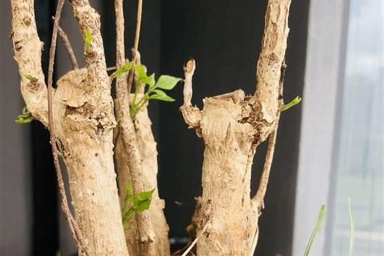 植物氮同化是什么意思