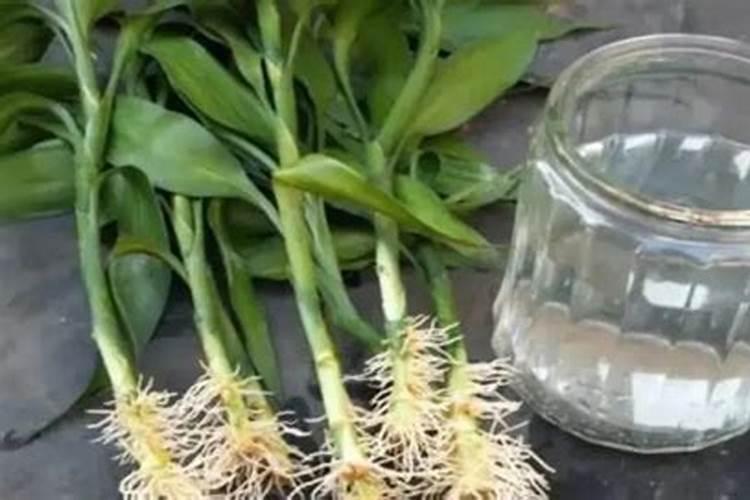 水养富贵竹施什么肥？