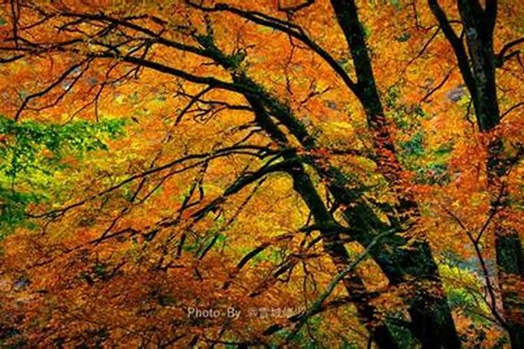 兰草用什么肥最好