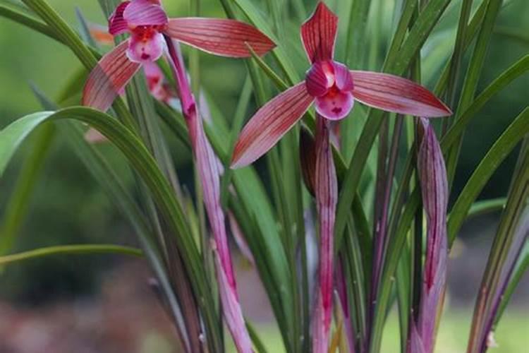 红叶十兰是什么树？