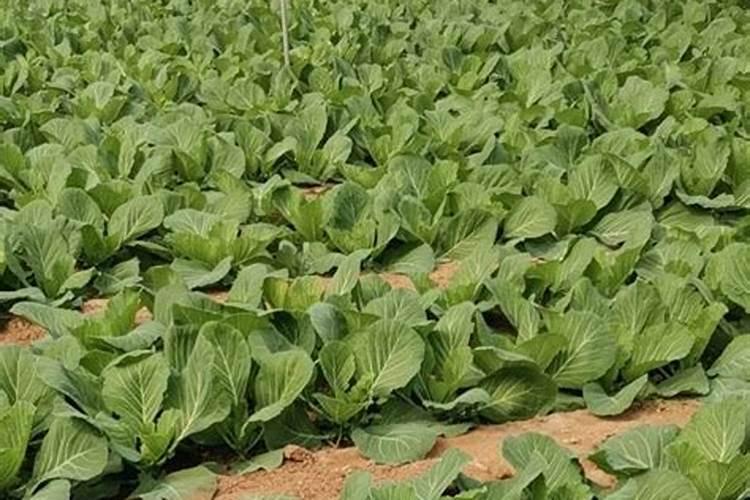 水溶肥到底有多少种使用方法,怎么使用才有效？