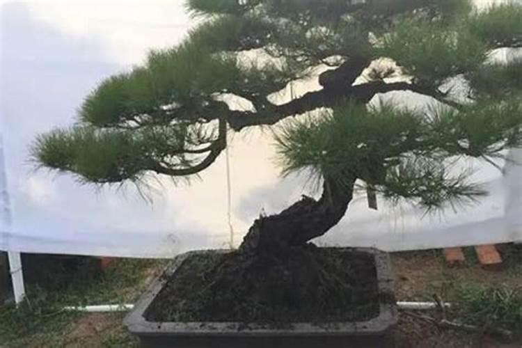 黑松和马尾松的区别,掌握4个要点更快区分黑松与马尾松