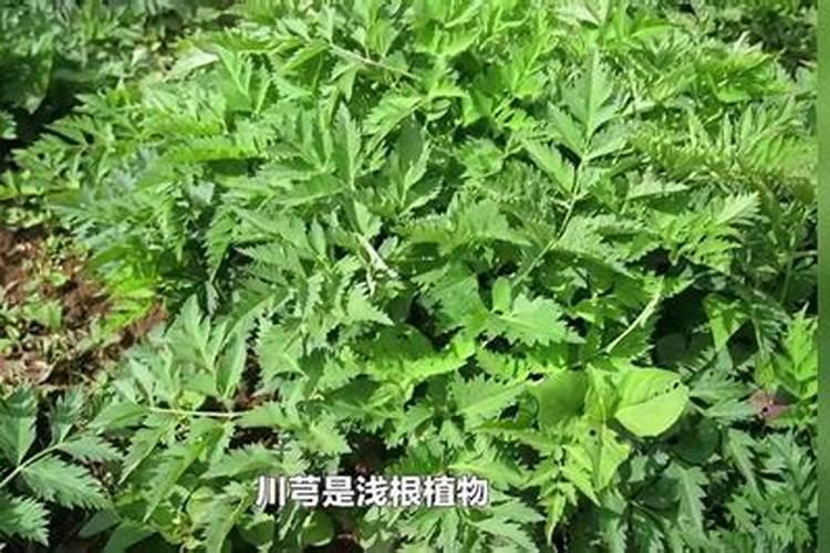 种过川芎的地能种草莓吗？