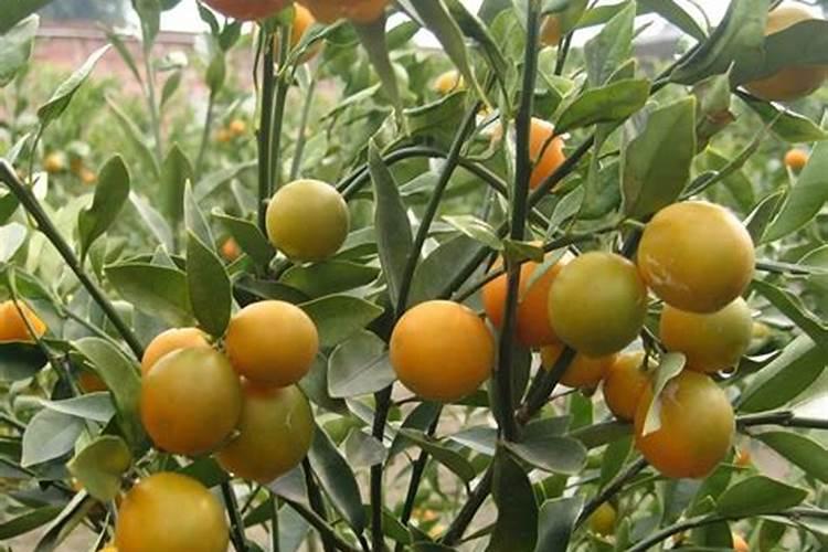 想要种植不麻嘴的滑皮金桔,那么在栽培时需注意什么？