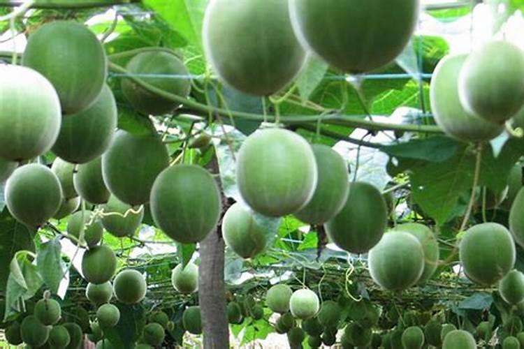 种罗汉果施什么肥