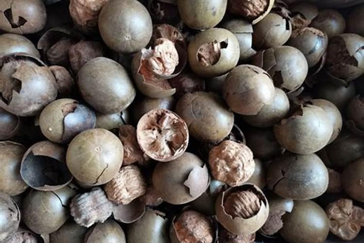 种罗汉果施什么肥