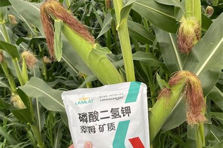 玉米最后一次打磷酸是什么时间？