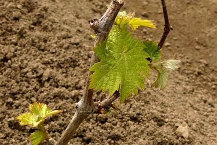 葡萄养根什么水溶肥好？答案在下文