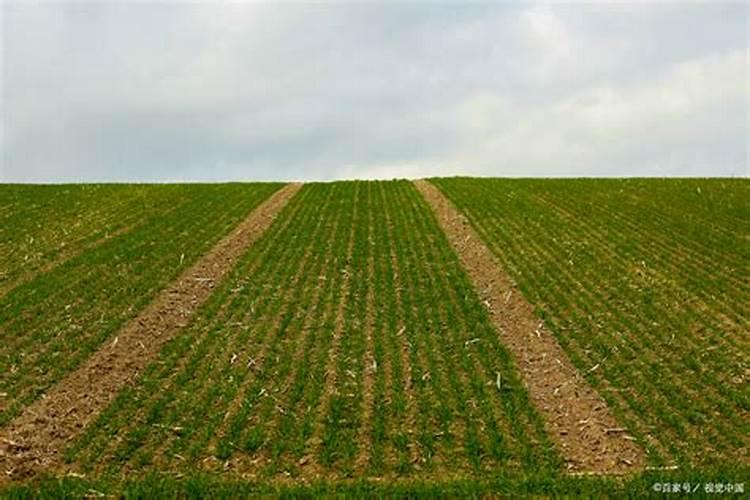 小麦施肥最佳时间