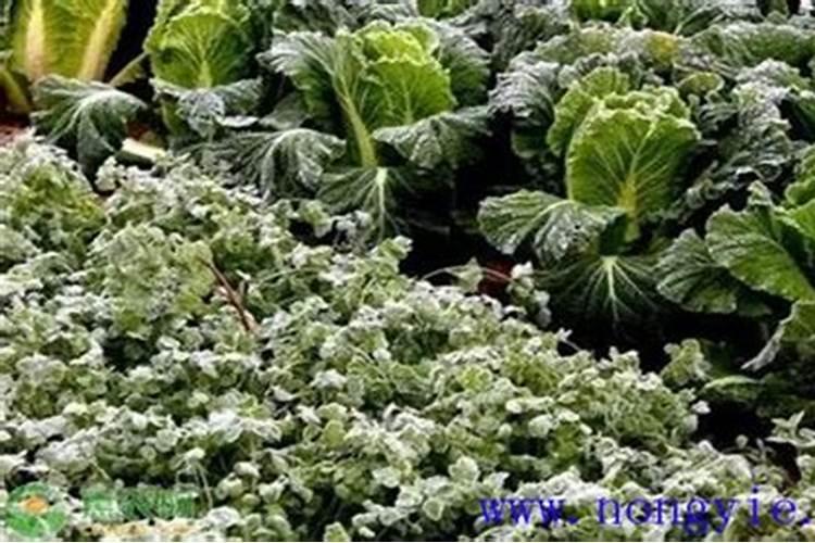 阜优抗和阜优叶是不是很好的叶面肥