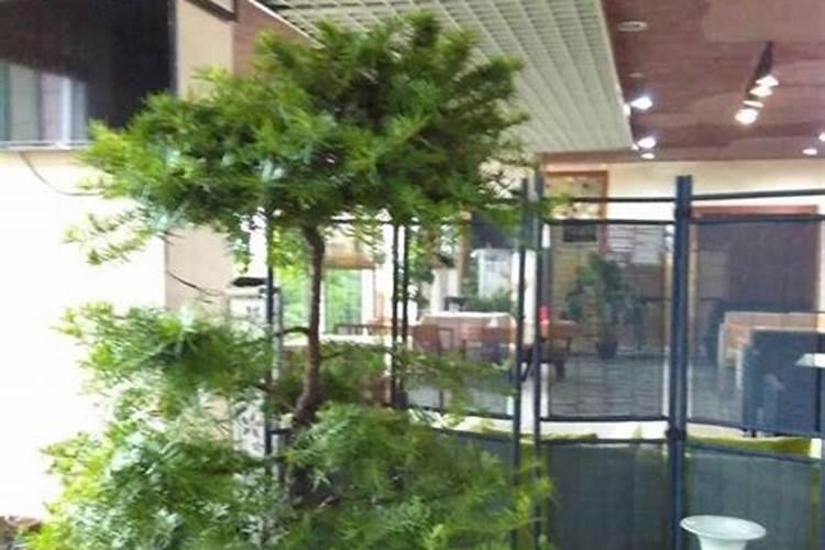 澳洲杉叶子发黄怎样救