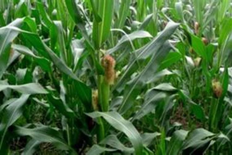 玉米叶面肥什么时间打最合适