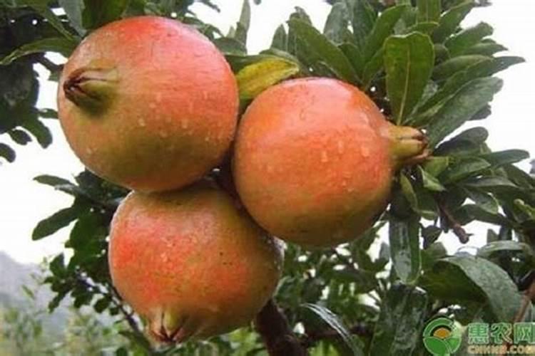 红石榴用什肥料最好