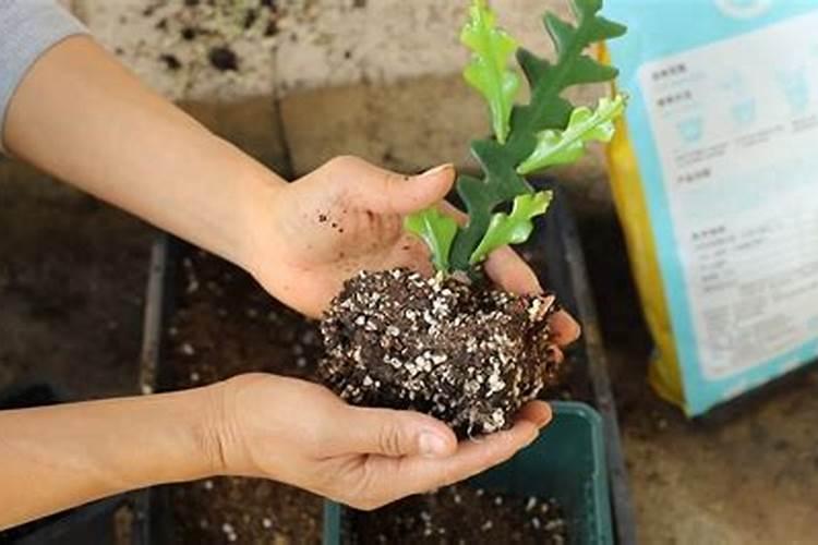 怎样给令箭荷花换土施肥