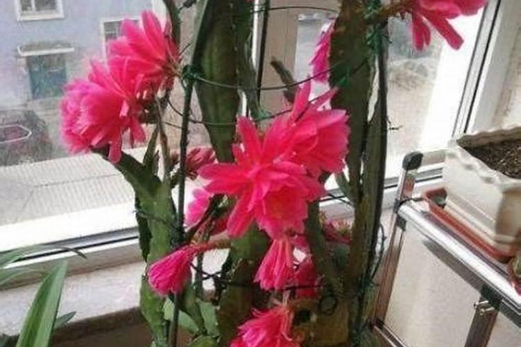 令箭荷花怎么施肥