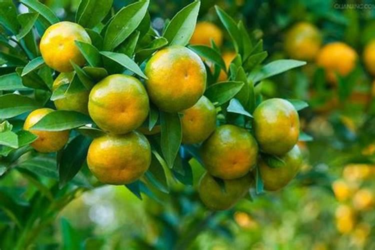 硼肥有膨果作用吗 硼肥是什么肥料