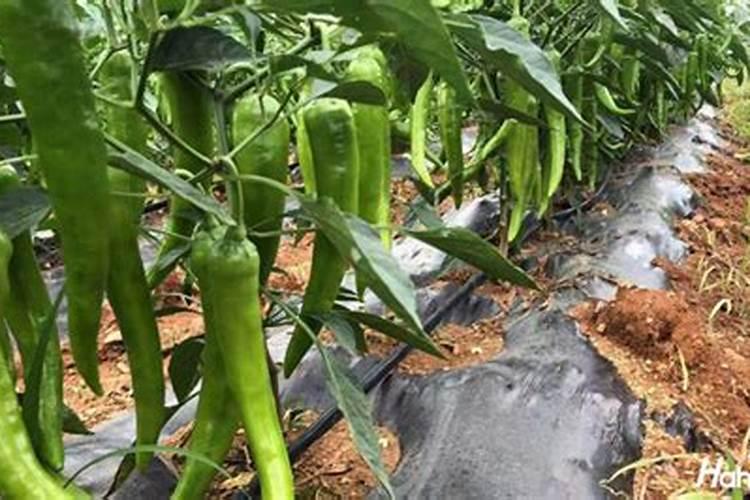 辣椒膨果期用哪种肥料比较好？辣椒喷施昆仑风叶面肥料？