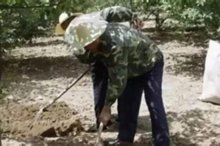 春季施肥以什么肥为主