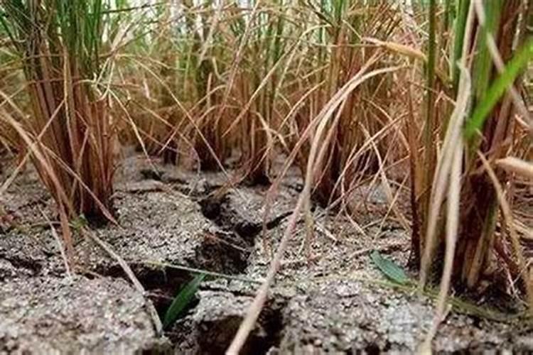 土壤肥力过剩怎么办？