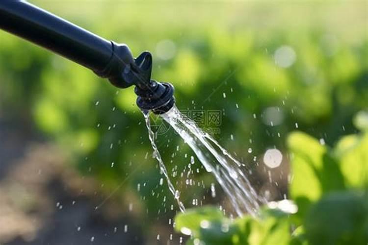 米兰多久浇一下磷肥 米兰需要每隔多久浇一次磷肥