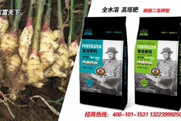 生姜如何追肥？生姜追好这三次肥助高产