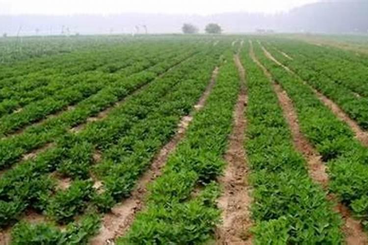 北碚双龙车检测站地址