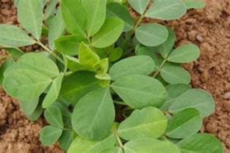 花生叶面肥的使用方法