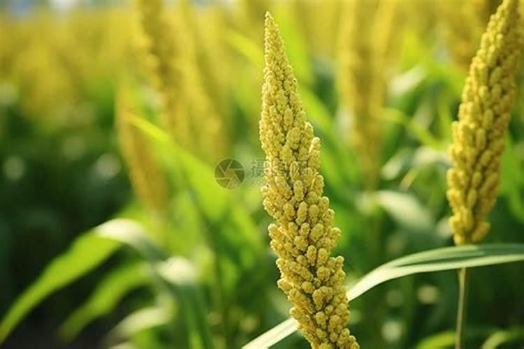 每亩谷子需要多少氮肥磷肥钾肥