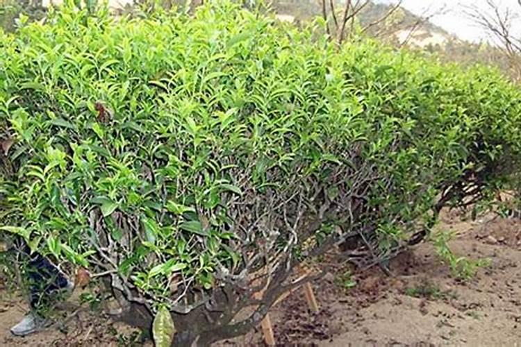 潮州单枞茶修剪技术与管理