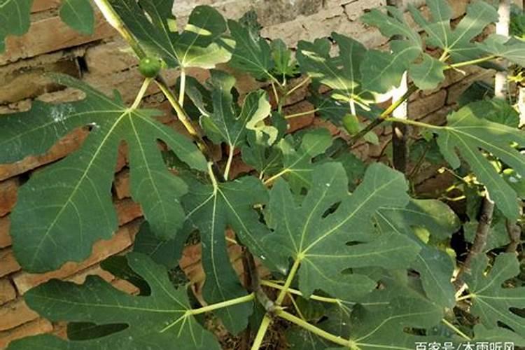 无花果施肥的正确方法