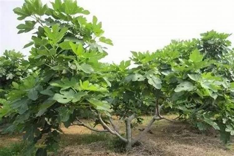 无花果施肥的正确方法