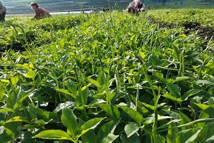 半夏用什么肥料最好？