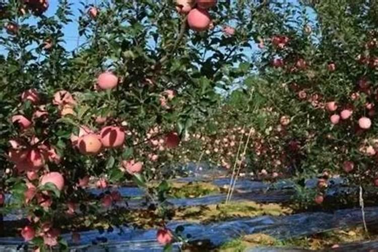 爬藤型的月季怎么养？