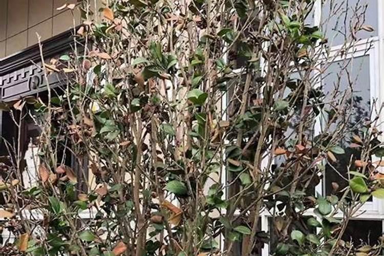 幼年沙糖桔出嫩稍可以打叶面肥吗