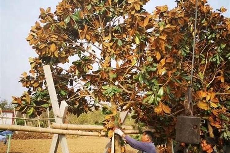 白玉兰怎么施肥