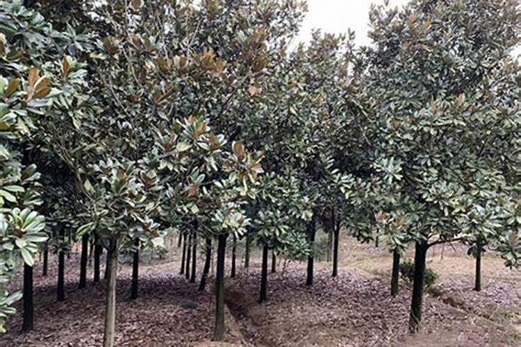 白玉兰怎么施肥