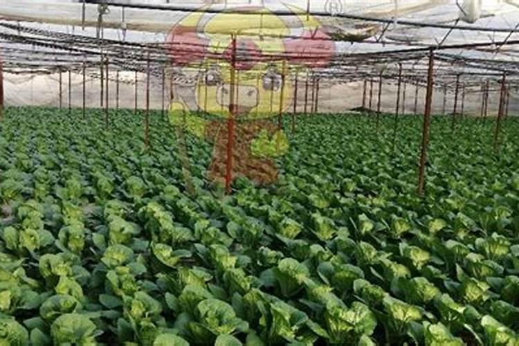 瓜果蔬菜叶面肥的正确使用方法