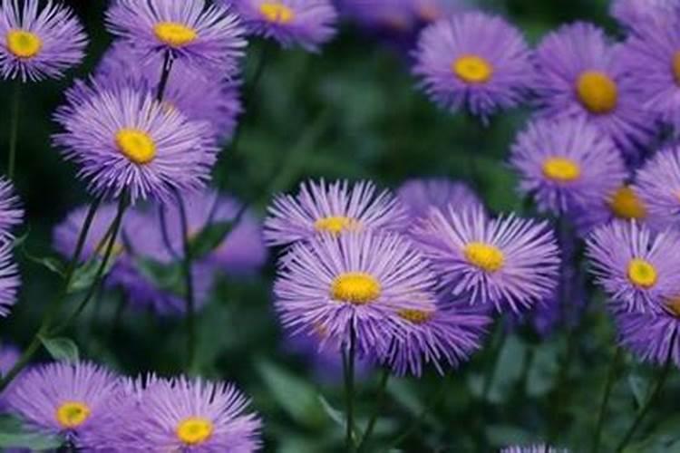 紫苏的栽培方法和注意事项有哪些？