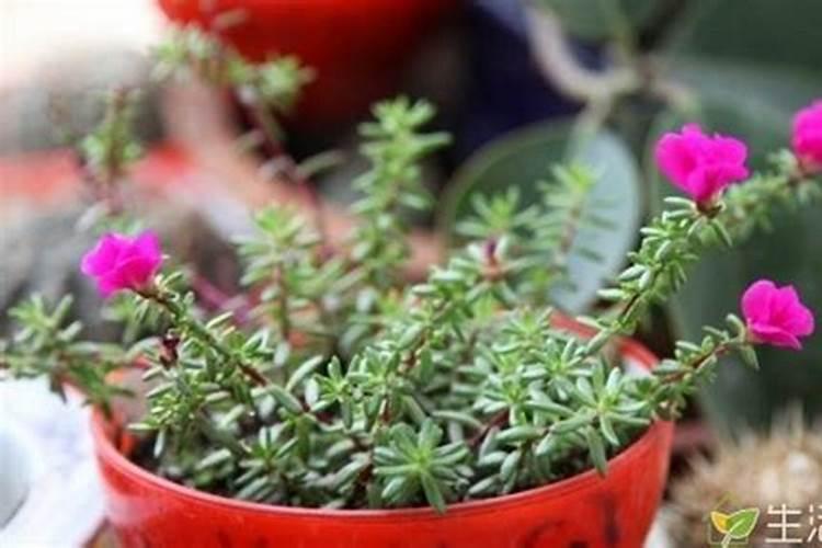 太阳花施什么肥比较好,主要以磷肥为主