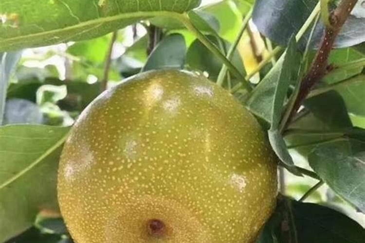 柑橘冬季树势保护叶面肥用什么好