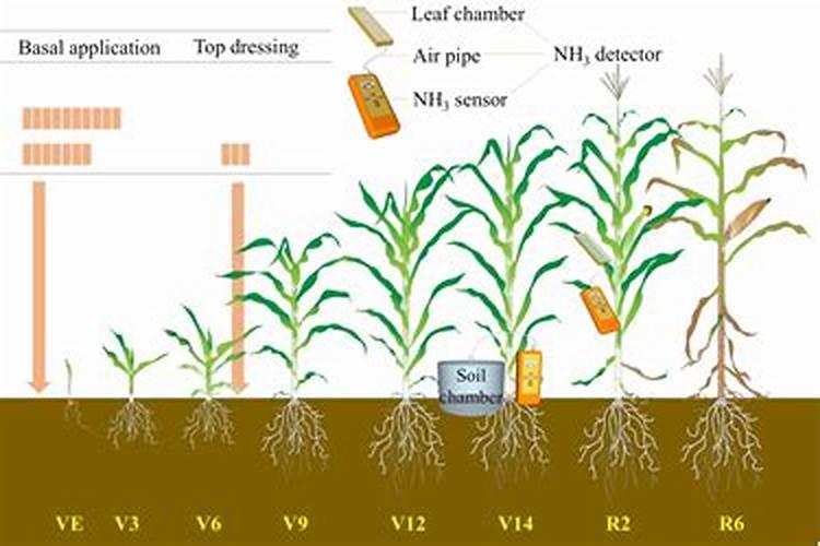 旱地小麦施采用"一炮轰"施肥法有哪些作用？