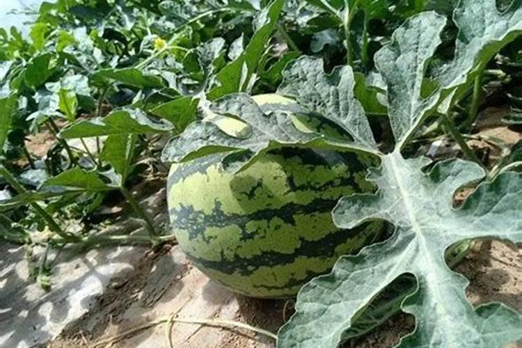 西瓜座果期用什么水溶肥效果好？西瓜结果期冲施什么肥料好？
