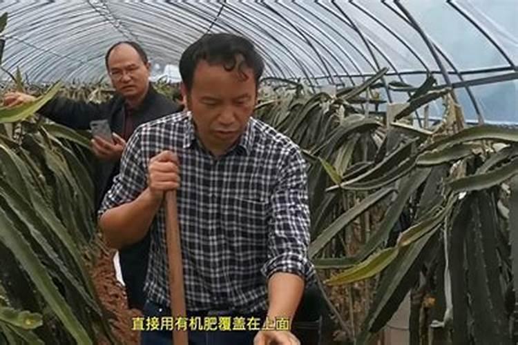 人参果的养殖方法