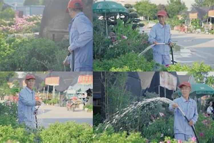 用了磷酸二氢钾叶面肥后第二天可以页面用水浇花吗？