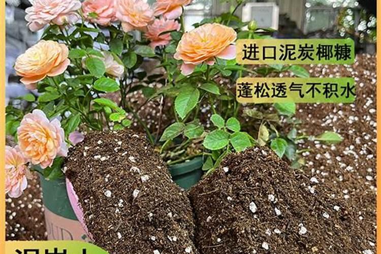 玫瑰花可以直接用营养土栽培吗