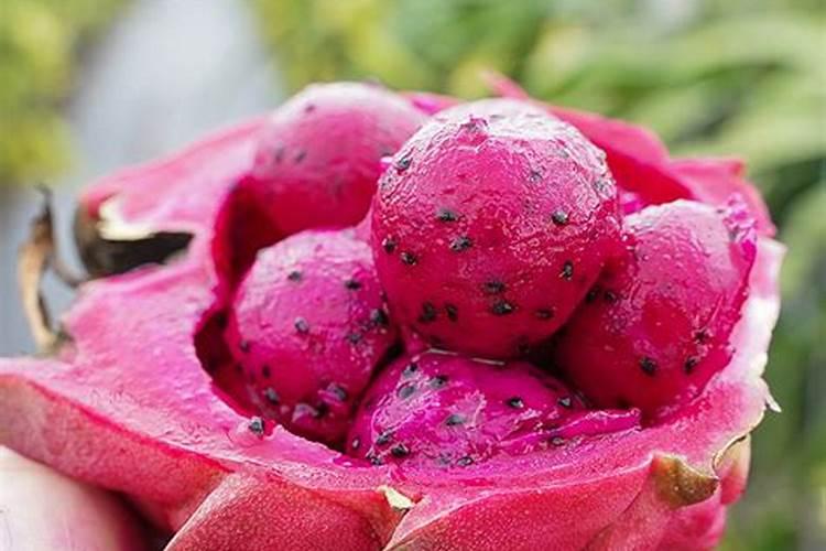 我老家是湖南郴州请问可以种植火龙果吗？