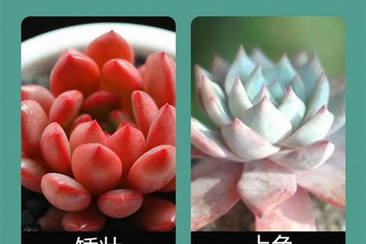 复合肥与花多多那9好