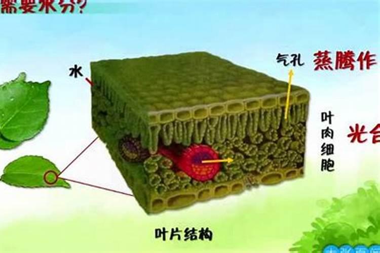 钾肥的作用是什么